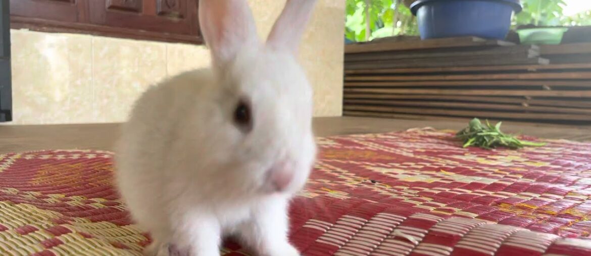 Rabbit Life: Baby Animal Video Cute Baby Rabbit Videos Rabbit Life: Baby Animal Video Cute Baby Rabbit Videos