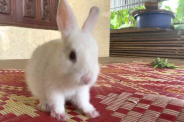 Rabbit Life: Baby Animal Video Cute Baby Rabbit Videos