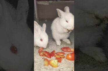 cute rabbit