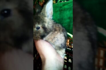 So Cute Baby Bunny Shorts Video, Funniest Animals, Cuts Pets, #rabbit  #bunny