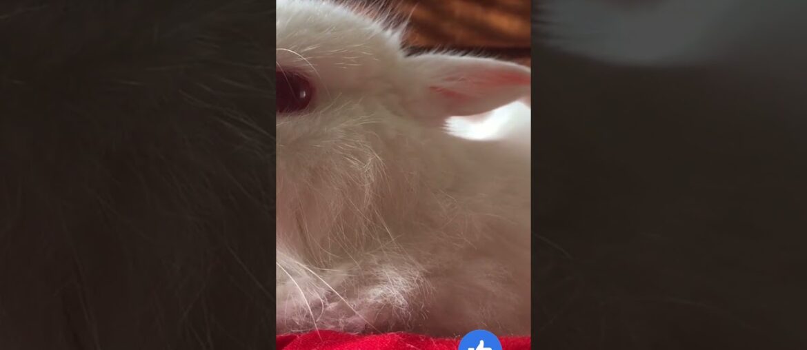 Cute Rabbit #shorts Cute Rabbit #shorts