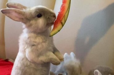 How my cute bunny eat watermelon with poise.Cuteness overload.