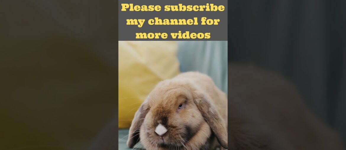 03 cute rabbit!cute rabbit videos!cute rabbit baby #shorts  cute rabbit funny videos, #rabbitshorts
