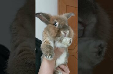 Cute Bunny and Rabbit Video - Pet Lionhead Posing #shorts