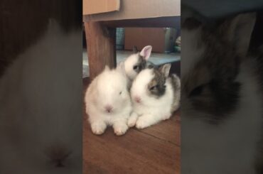 Resting cute baby bunnies