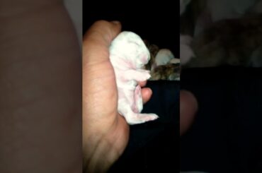 So Cute 10 Days Old Baby Bunny Sleeping Video, Funniest Animals, Cuts Rabbit, #rabbit  #bunny