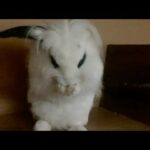 CUTE BUNNY GROOMING + ADORABLE FLOP | Lily Bobtail