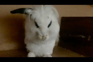 CUTE BUNNY GROOMING + ADORABLE FLOP | Lily Bobtail