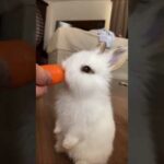 Little cute baby bunny eats carrot