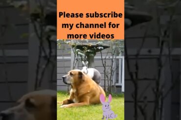 04 cute rabbit!cute rabbit nd dog videos!cute rabbit baby #shorts  cute rabbit funny videos, #shorts