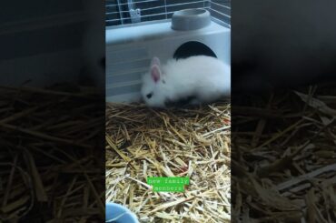 New Rabbit Pet Cute and Beautiful #shorts #rabbits #pets