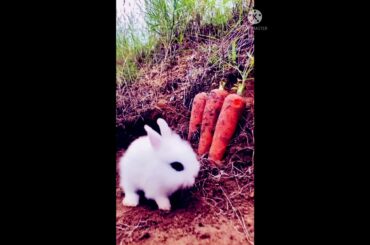 Cute Rabbit #shorts