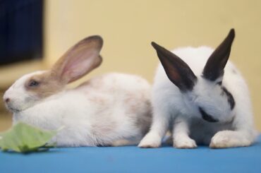 Cute Baby Rabbits Playing, Feeding Activities  Bunny Rabbit Baby Rabbits