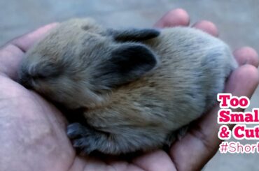 Cute Bunny Babies