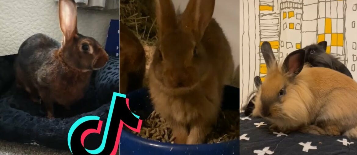 Cute and Funny Bunnies of TikTok - Belgian Hare and Lionhead Rabbit Edition
