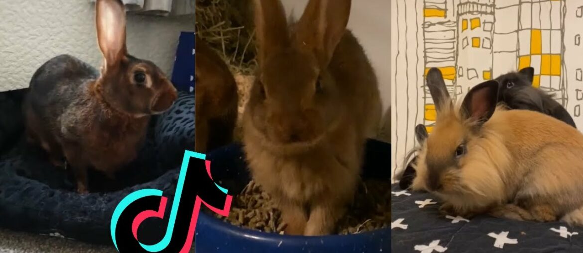 Cute and Funny Bunnies of TikTok – Belgian Hare and Lionhead Rabbit Edition Cute and Funny Bunnies of TikTok - Belgian Hare and Lionhead Rabbit Edition
