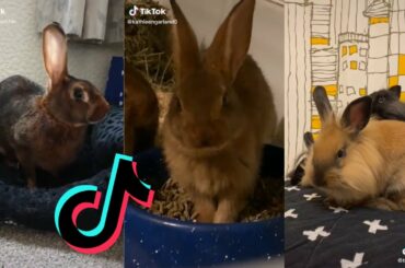 Cute and Funny Bunnies of TikTok - Belgian Hare and Lionhead Rabbit Edition