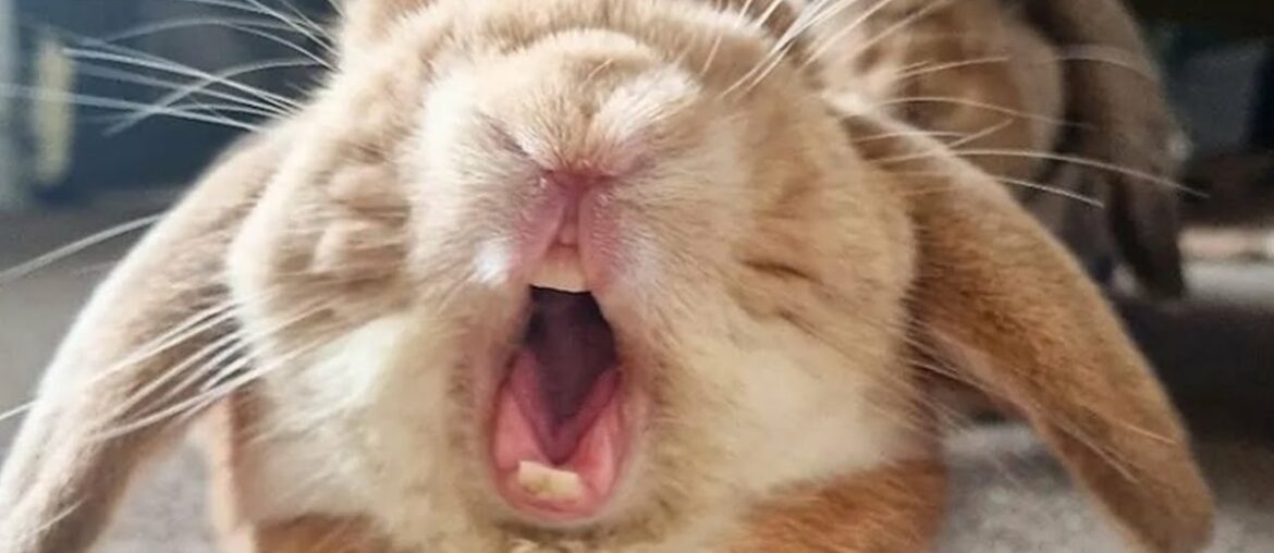 Funny and Cute Baby Bunny Rabbit Videos (2021) Funny and Cute Baby Bunny Rabbit Videos (2021)
