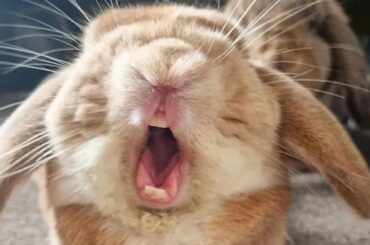 Funny and Cute Baby Bunny Rabbit Videos (2021)