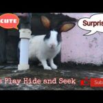 Cute Bunny playing Hide and Seek ||Cute and funny||Lily the bunny #bunny #rabbit #cute