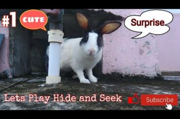 Cute Bunny playing Hide and Seek ||Cute and funny||Lily the bunny #bunny #rabbit #cute