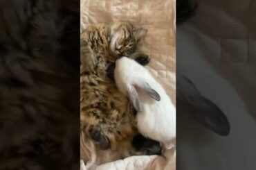 cute Baby rabbit and Kitten sleep together #rabbit #kitten #kawi #tiktok #likee #sneak