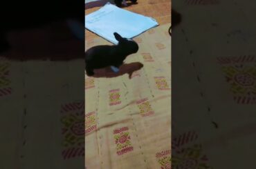 cute rabbit baby #cute #rabbit #bunny #baby