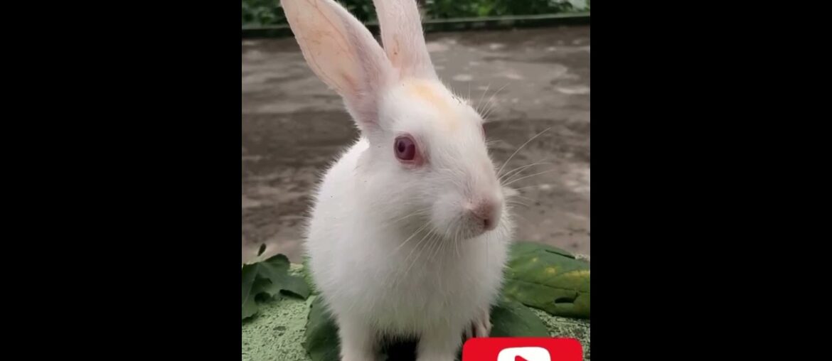 Cute baby rabbit is sitting and watching camera||#SHORTS|| Cute baby rabbit is sitting and watching camera||#SHORTS||