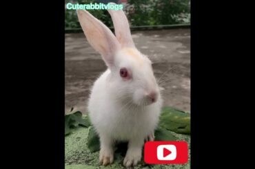 Cute baby rabbit is sitting and watching camera||#SHORTS||