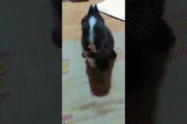 rabbit baby #rabbit #bunny #cute