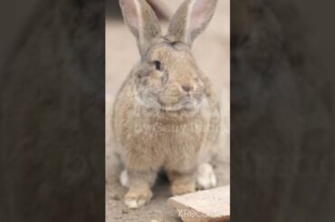 cute rabbit funniest reaction moments