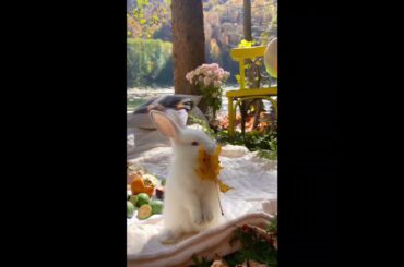 cute rabbit play something #shorts