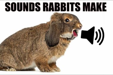 13 Sounds Rabbits Make and What They Mean