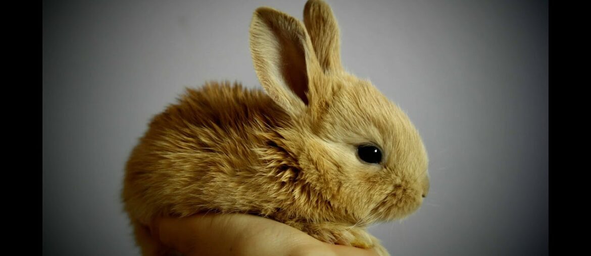 The Cutest Baby #Bunny #Rabbit Compilation EVER The Cutest Baby #Bunny #Rabbit Compilation EVER
