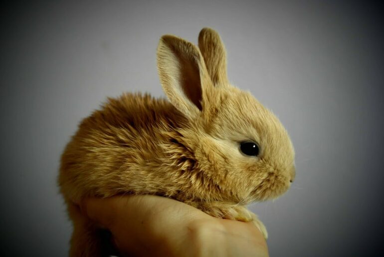 The Cutest Baby #Bunny #Rabbit Compilation EVER