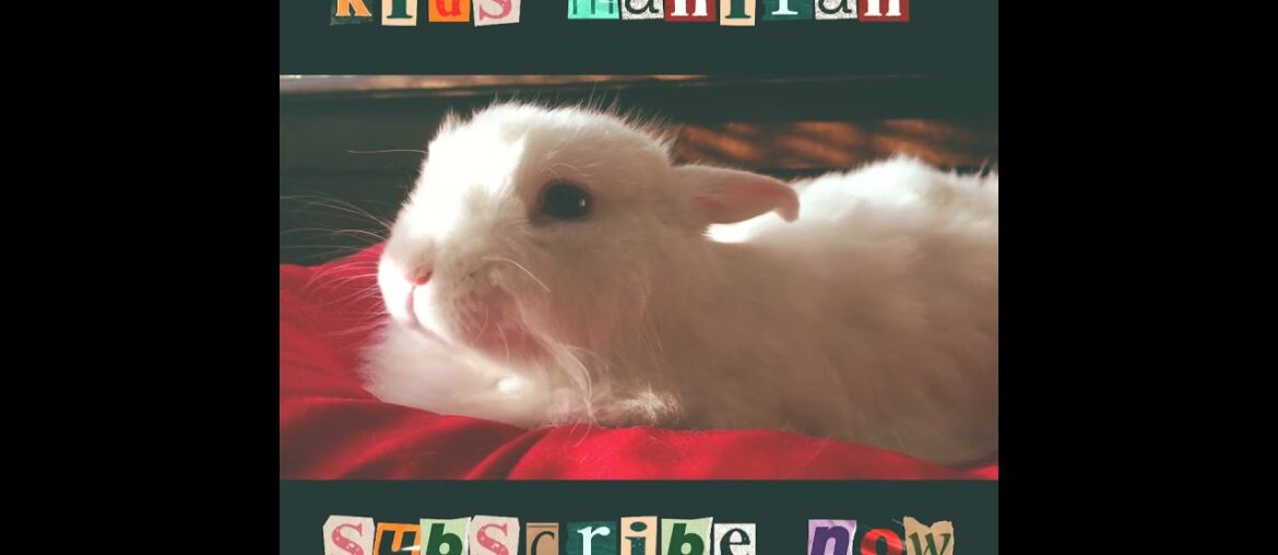 fanny bunny rabbit injoy - so cute baby bunny - rabbit baby pets compilations #shorts #kidsmahirah