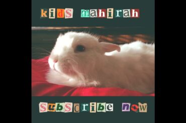 fanny bunny rabbit injoy - so cute baby bunny - rabbit baby pets compilations #shorts #kidsmahirah