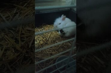 rabbit pet cute rest time #shorts #pets #rabbits  #cute #sleeptime