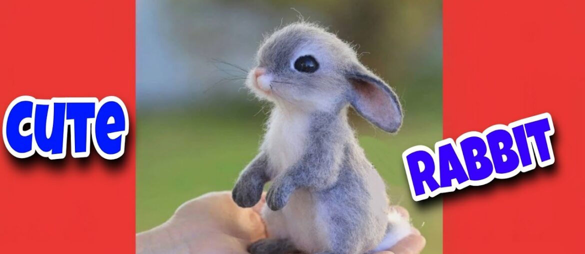 Cute Rabbit - cute rabbit videos - funny rabbit videos #shorts