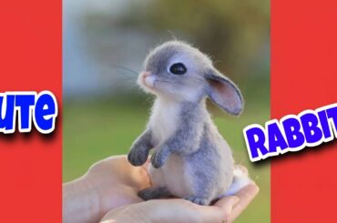 Cute Rabbit - cute rabbit videos - funny rabbit videos #shorts