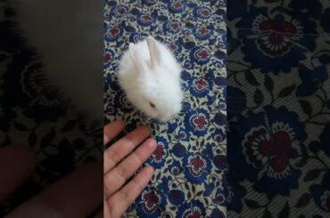 cute and White baby rabbits/ baby Bunnies/ baby rabbits #animals #cute #rabbit #bunny #babybunny
