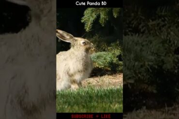Cute Rabbit | A Beautiful Rabbit | Smart Rabbit #shorts