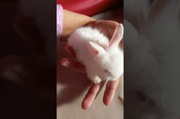 cute White baby rabbits/ baby Bunny/ baby rabbits #animals #cute #rabbit #bunny #babybunny