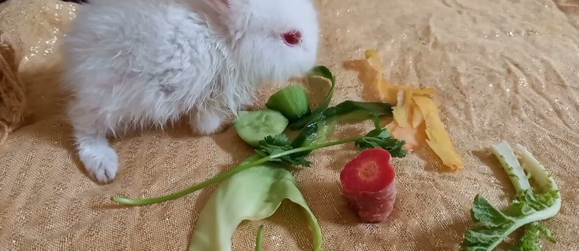 baby bunny- rabbit videos- cute white baby rabbit #animals #bunny #rabbit #cutebunny #babyrabbit baby bunny- rabbit videos- cute white baby rabbit #animals #bunny #rabbit #cutebunny #babyrabbit