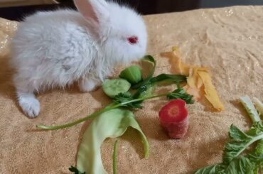baby bunny- rabbit videos- cute white baby rabbit #animals #bunny #rabbit #cutebunny #babyrabbit