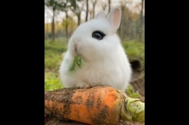 Cute Rabbit Video Compilation#YTSNAJIMUL#Short