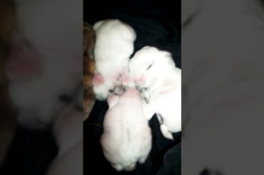 So Cute Little Baby Bunny Sleeping Video! Cutest Baby Animals, #shorts  #bunnies #bunny
