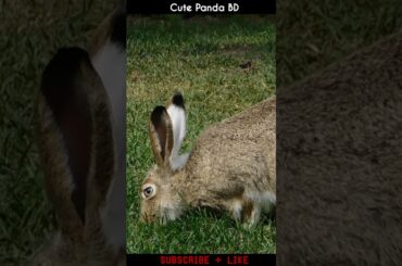 Cute Rabbit | A Beautiful Rabbit | Smart Rabbit #shorts