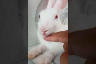 My cute rabbit ka cute moment