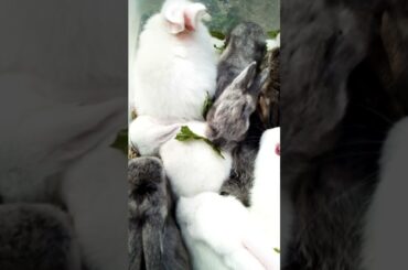 Supper Cute Rabbit Bunny Video #shorts #rabbit #bunny